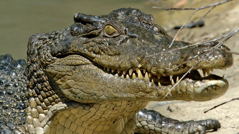 Still image for Secrets of Wild Australia season 1 episode 3: The Crocodile Still image for Secrets of Wild Australia season 1 episode 3: The Crocodile