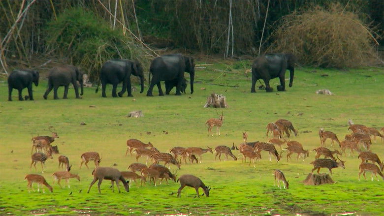 Still image for Wildest India season 1 episode 5: India's Lost World