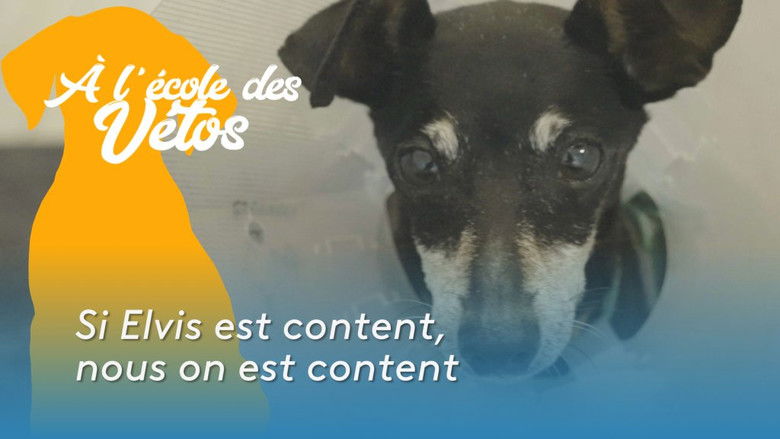 Still image for A l'école des vétos season 1 episode 2: Episode 2