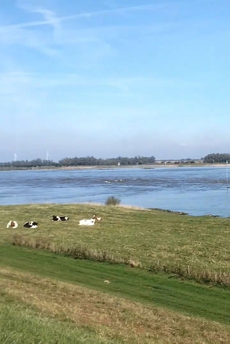 Imatge de CKV De Grensssss