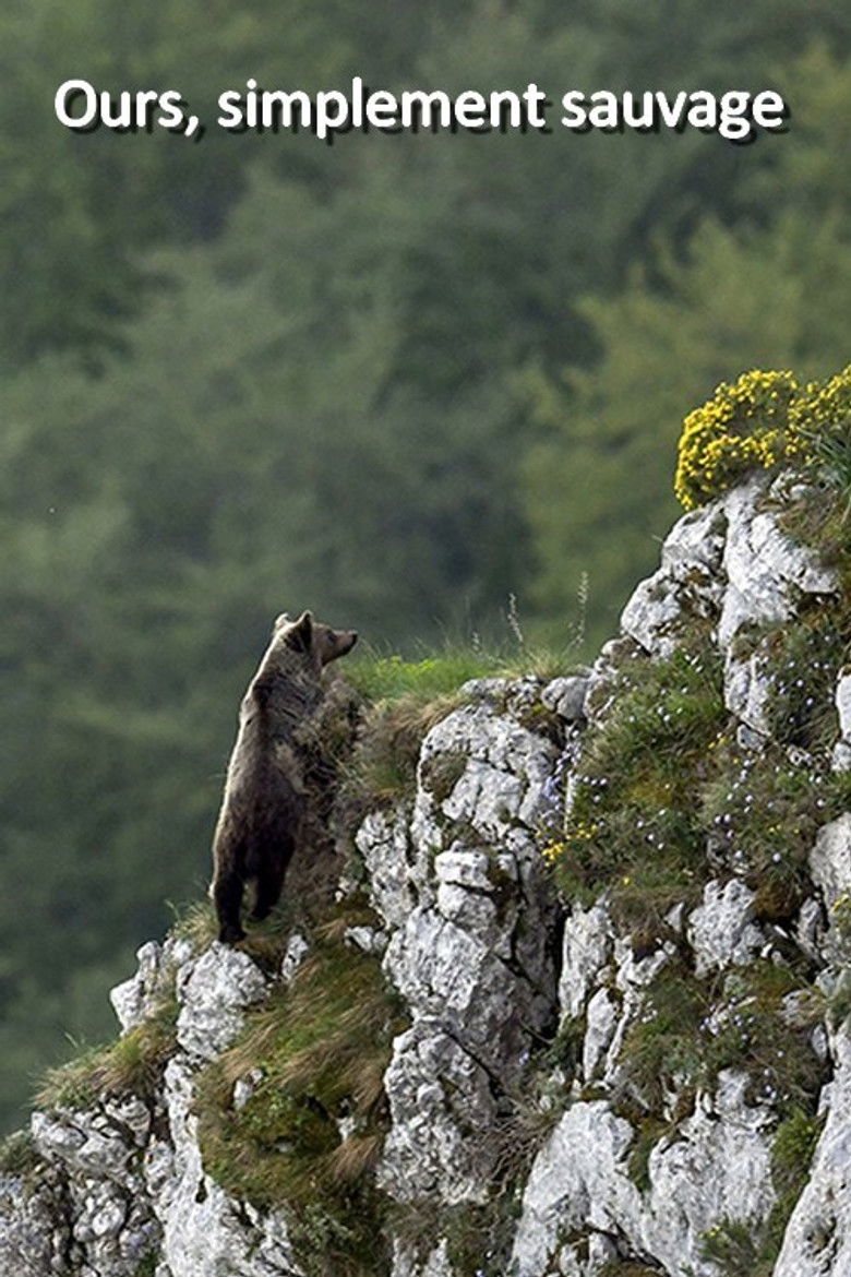 Imatge de Ours, simplement sauvage