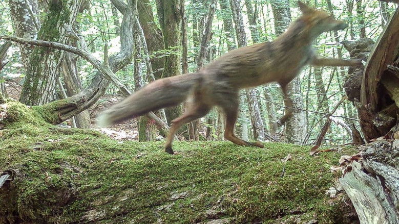 Imatge de Filmare dopo la morte