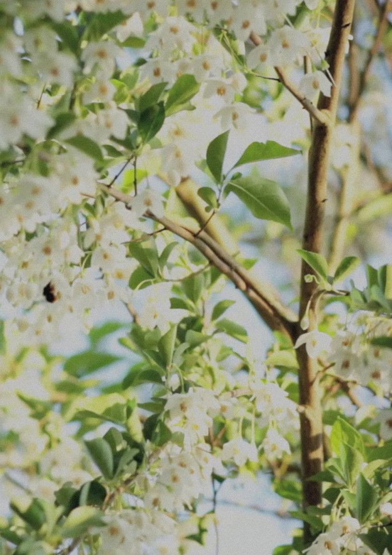 Imatge de 影の由来