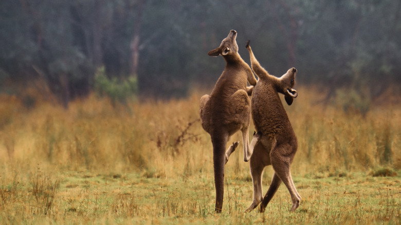 Still from The Secret Lives of Animals - Season 1 Episode 9