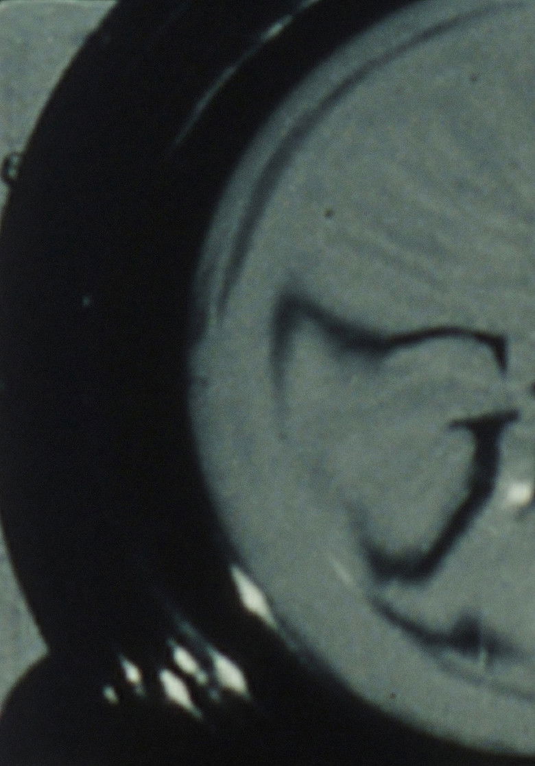 Imatge de Looking Glass Insects