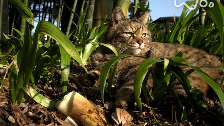 Still image for Mitsuaki Iwago's World “Cats” Travelogue season 1 episode 113: Hakone and Odawara Still image for Mitsuaki Iwago's World “Cats” Travelogue season 1 episode 113: Hakone and Odawara