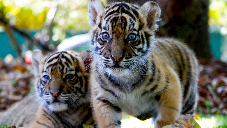 Still image for Tigers About the House season 1 episode 1: Episode 1 Still image for Tigers About the House season 1 episode 1: Episode 1