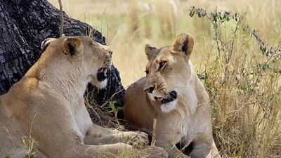 Still image for Mission : sauver le monde sauvage season 1 episode 3: Episode 3