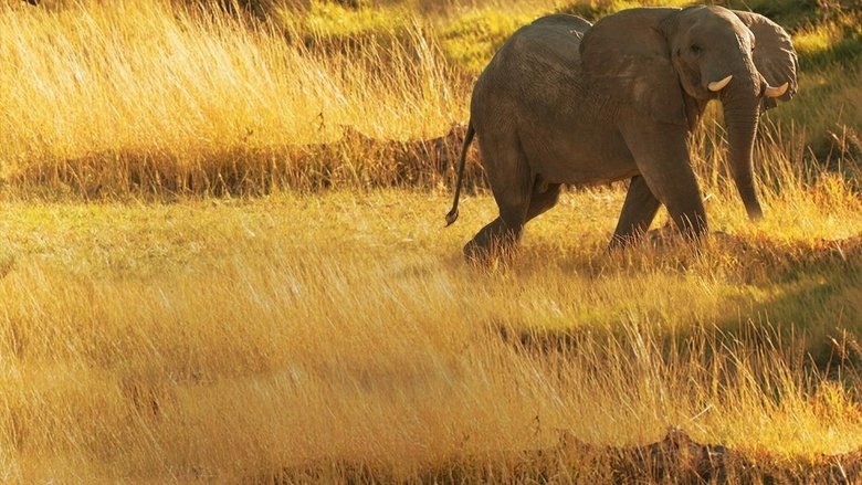Elephant Queen movie poster