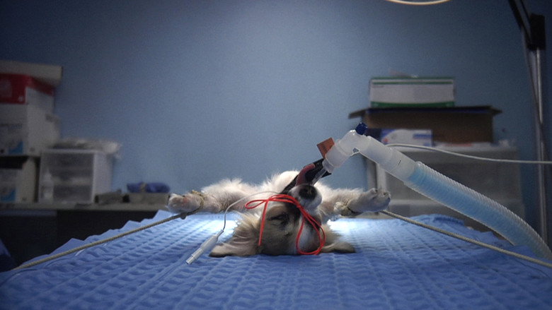 Animals Under Anaesthesia: Speculations on the Dreamlife of Beasts still