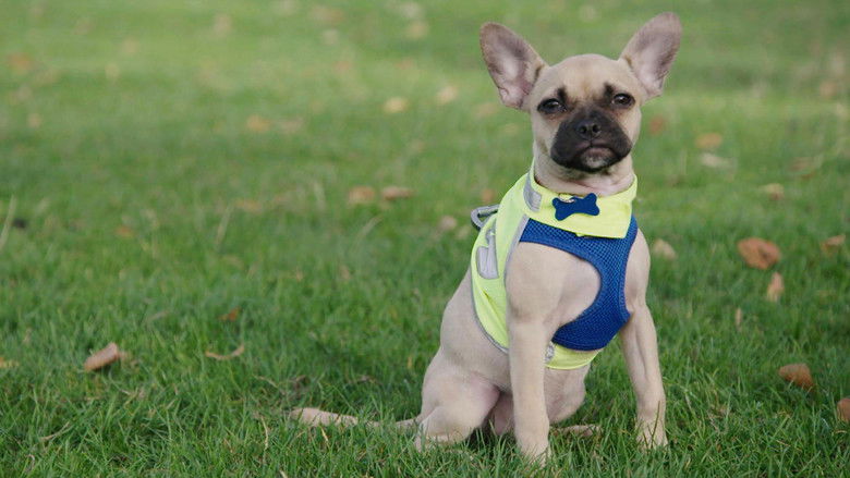 Still image for Puppy School season 1 episode 4: Episode 4