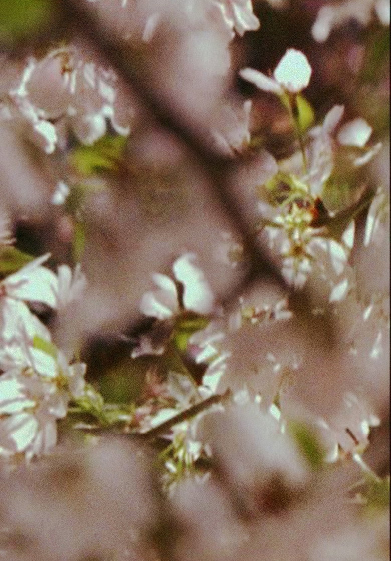 Film backdrop