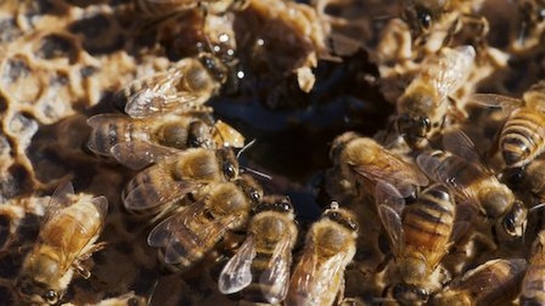 Still image for Rotten season 1 episode 1: Lawyers, Guns and Honey Still image for Rotten season 1 episode 1: Lawyers, Guns and Honey