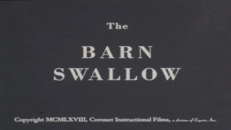 The Barn Swallow