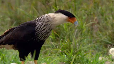 Still image for Wildest Latin America season 1 episode 3: Venezuela