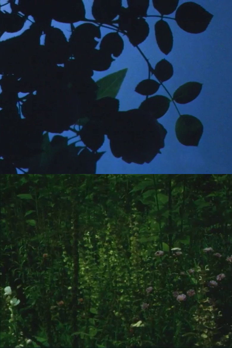 Imatge de Wenn du eine Rose siehst