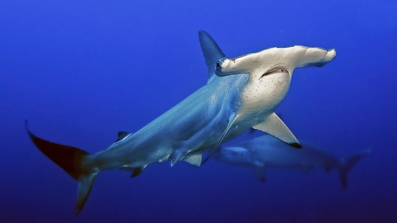 World's Weirdest: Sharks movie poster