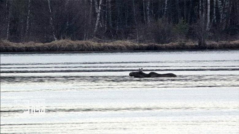 Still image for Den stora älgvandringen season 1 episode 17: Slow tv day 17