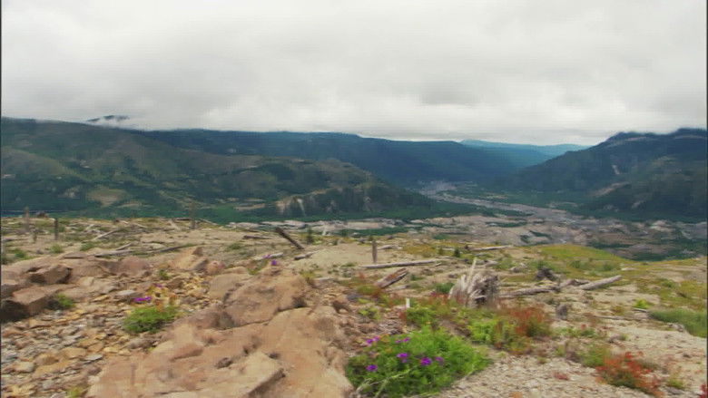 Still image for Ancient Yellowstone season 1 episode 3: The Petrified Forest