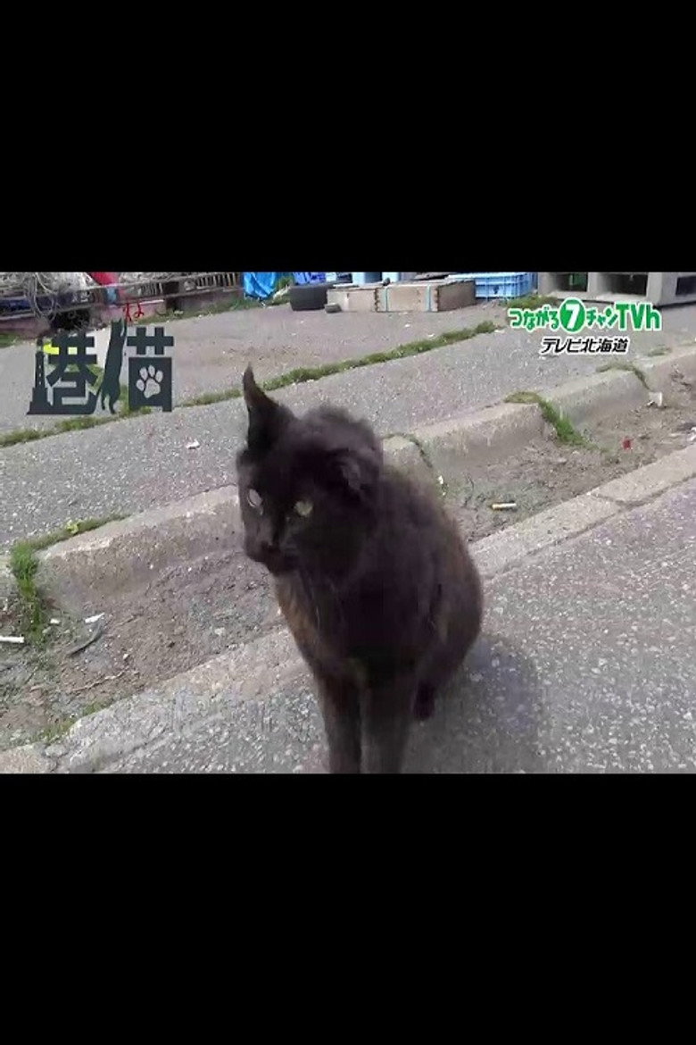Official poster for 港猫~北海道の港で暮らすネコたち~