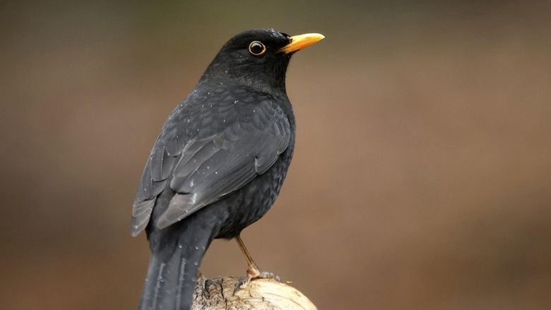 Still image for Pia und das wilde Wissen season 1 episode 1: Episode 1