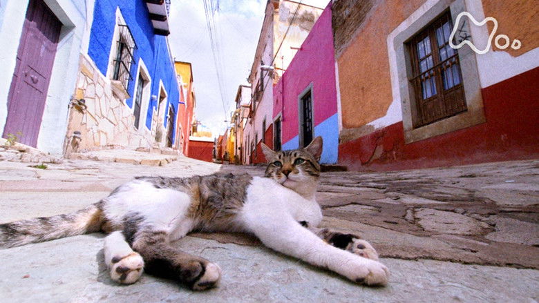 Still image for Mitsuaki Iwago's World “Cats” Travelogue season 1 episode 103: Light, Color and Nyan ~Latin America~ Still image for Mitsuaki Iwago's World “Cats” Travelogue season 1 episode 103: Light, Color and Nyan ~Latin America~
