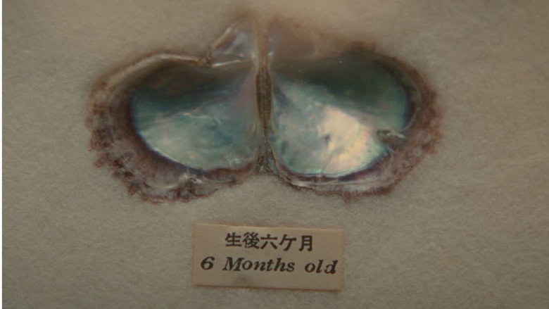 Imatge de Oyster
