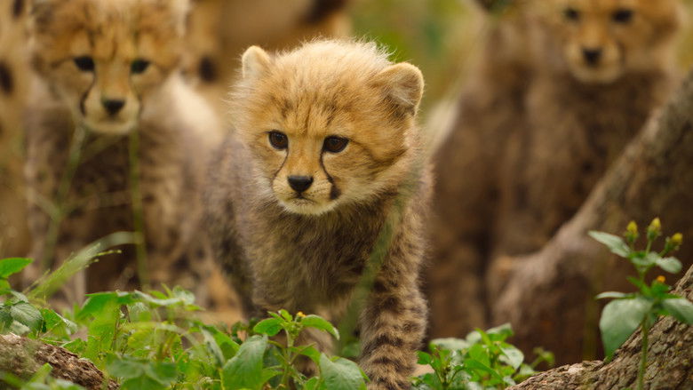 Still image for Born to Be Wild season 1 episode 5: The Cheetah Cubs Still image for Born to Be Wild season 1 episode 5: The Cheetah Cubs