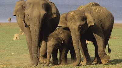 Still image for All About Animals season 1 episode 8: Episode 8