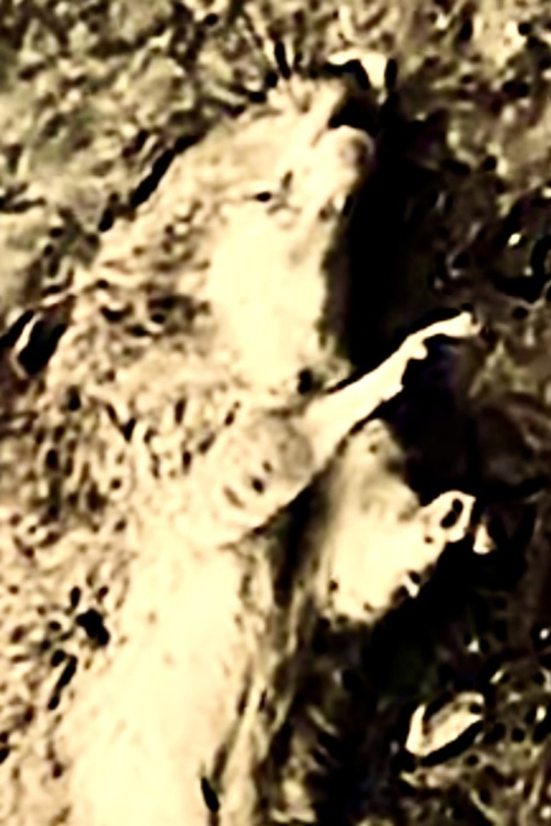 Imatge de Shivering With Mice