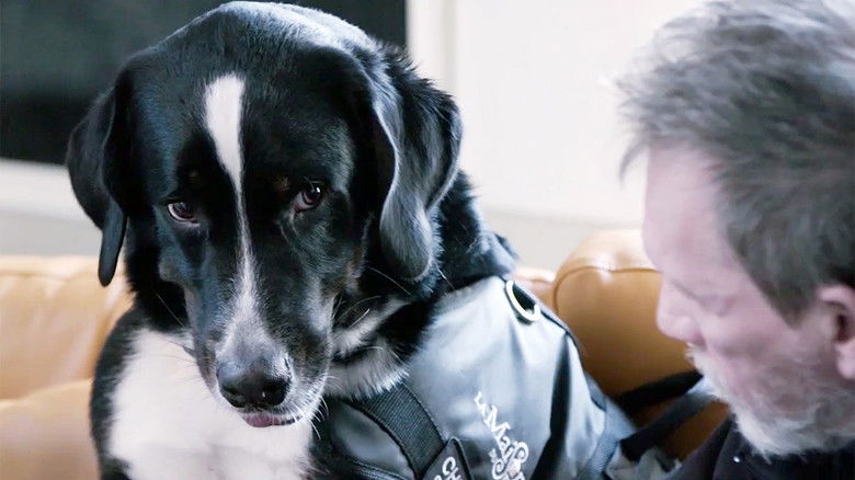 Still image for Ces chiens qui sauvent des vies season 1 episode 5: Episode 5