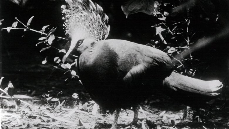 Geisterland der Südsee (1960)