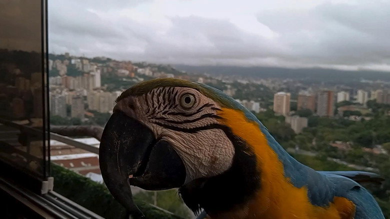 Imatge de Guacamayas: El vuelo en una ciudad que no deja de crecer