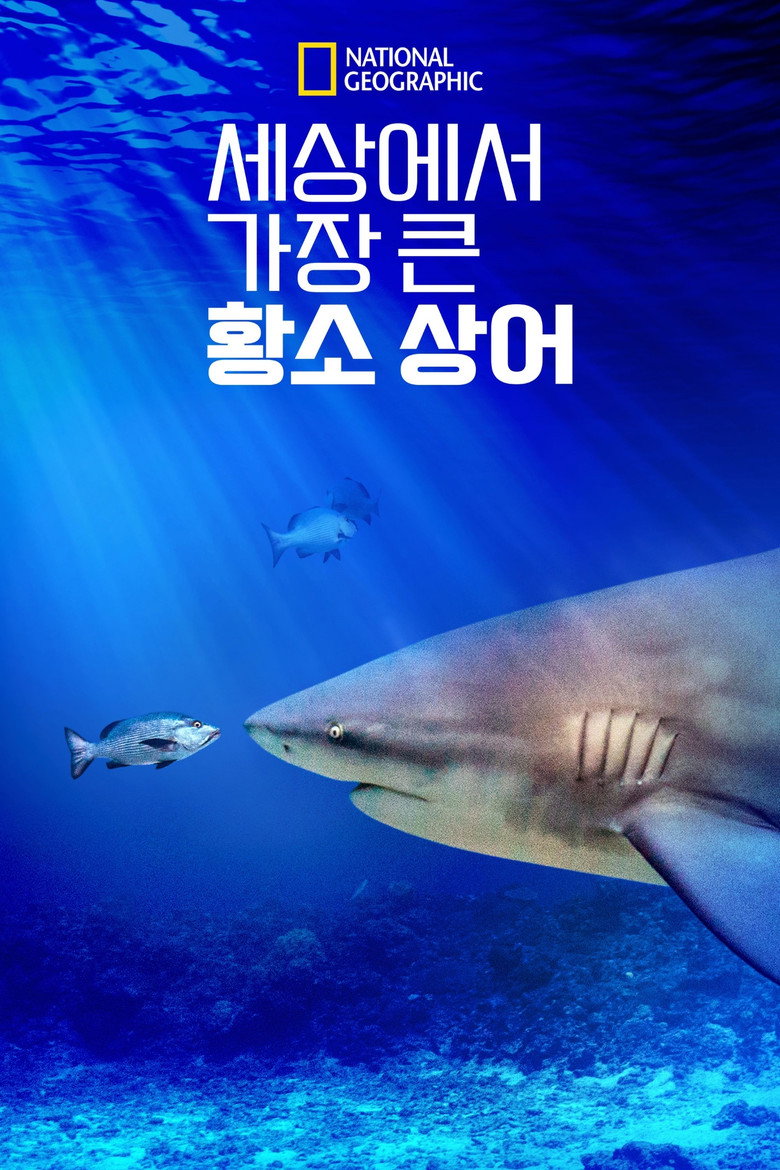 세상에서 가장 큰 황소 상어(World's Biggest Bull Shark?) poster