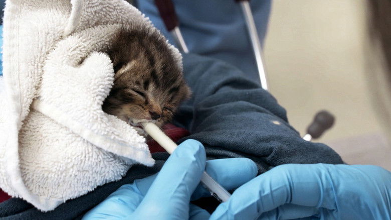 Still image for Ambulances animales season 1 episode 2: Episode 2 Still image for Ambulances animales season 1 episode 2: Episode 2