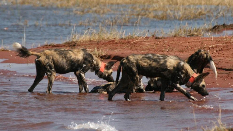 Imatge de Wild Dog Island