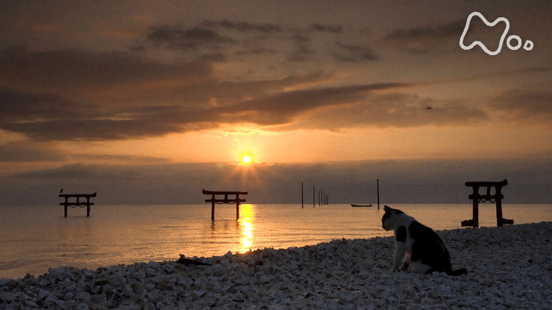 Still image for Mitsuaki Iwago's World “Cats” Travelogue season 1 episode 133: Saga Still image for Mitsuaki Iwago's World “Cats” Travelogue season 1 episode 133: Saga