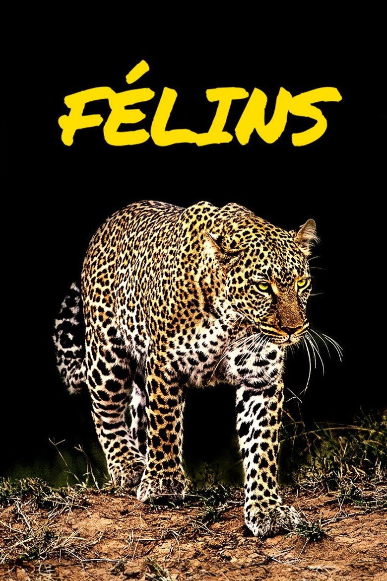 Félins poster
