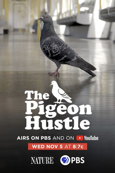 The Pigeon Hustle (2025)