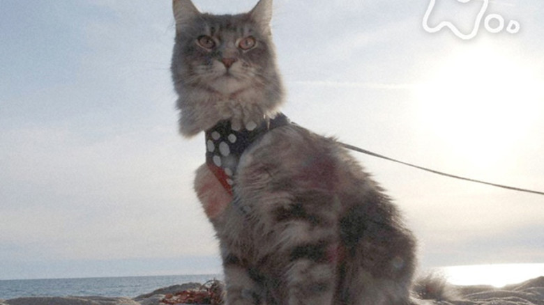 Still image for Mitsuaki Iwago's World “Cats” Travelogue season 1 episode 84: Los Angeles Still image for Mitsuaki Iwago's World “Cats” Travelogue season 1 episode 84: Los Angeles