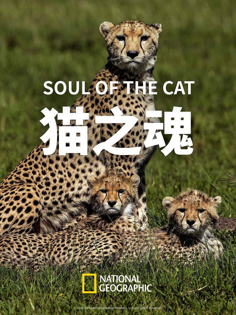 猫之魂 (2017)-光鸭·臻影社