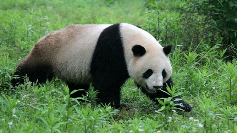 National Geographic - Die letzten Großen Pandas