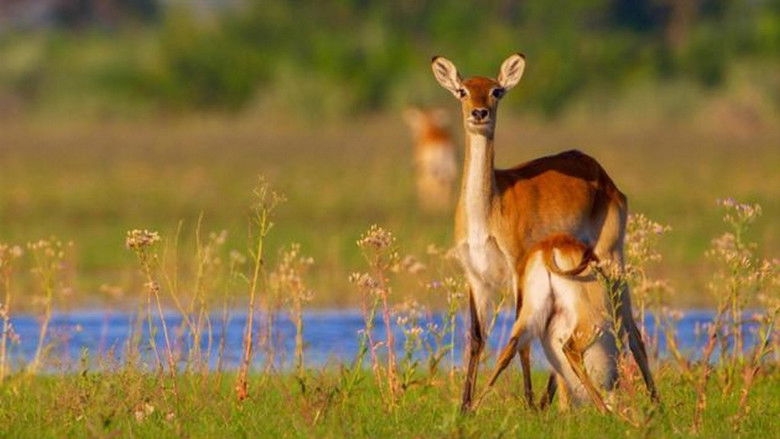 Still image for Massive Africa season 1 episode 1: Episode 1