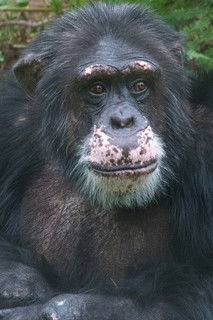 Sjimpansen Julius