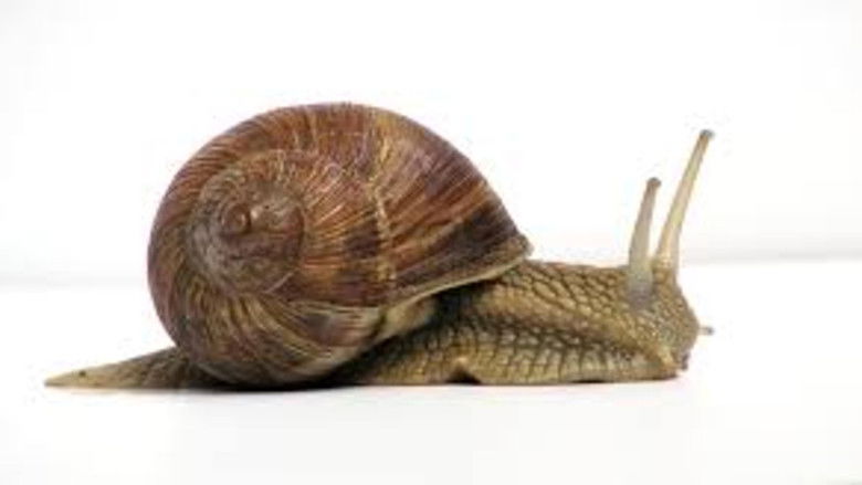 Imatge de The Snail