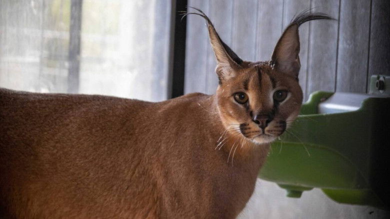 Backdrop for SEXO: La Pelicula