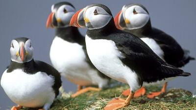 Still image for All About Animals season 1 episode 17: Episode 17