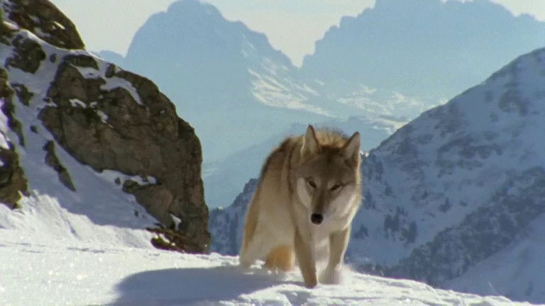 Still image for If I Were an Animal season 1 episode 48: If I Were a Wolf Still image for If I Were an Animal season 1 episode 48: If I Were a Wolf