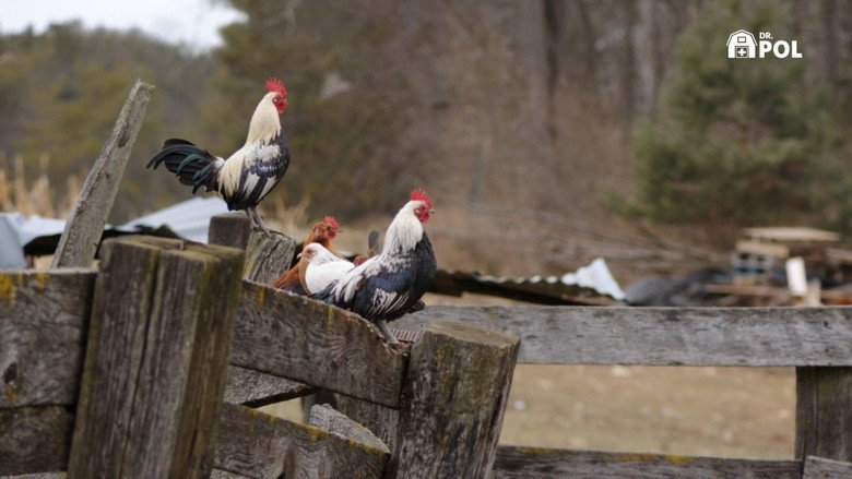 Still from The Incredible Dr. Pol - Season 24 Episode 4