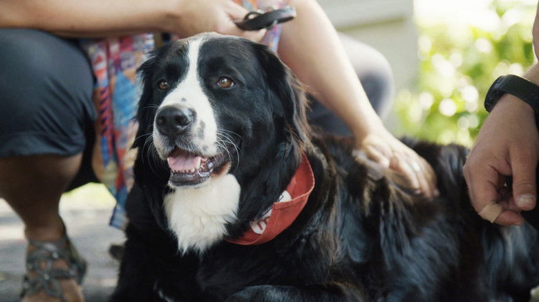 Still image for Ambulances animales season 1 episode 21: Episode 21 Still image for Ambulances animales season 1 episode 21: Episode 21